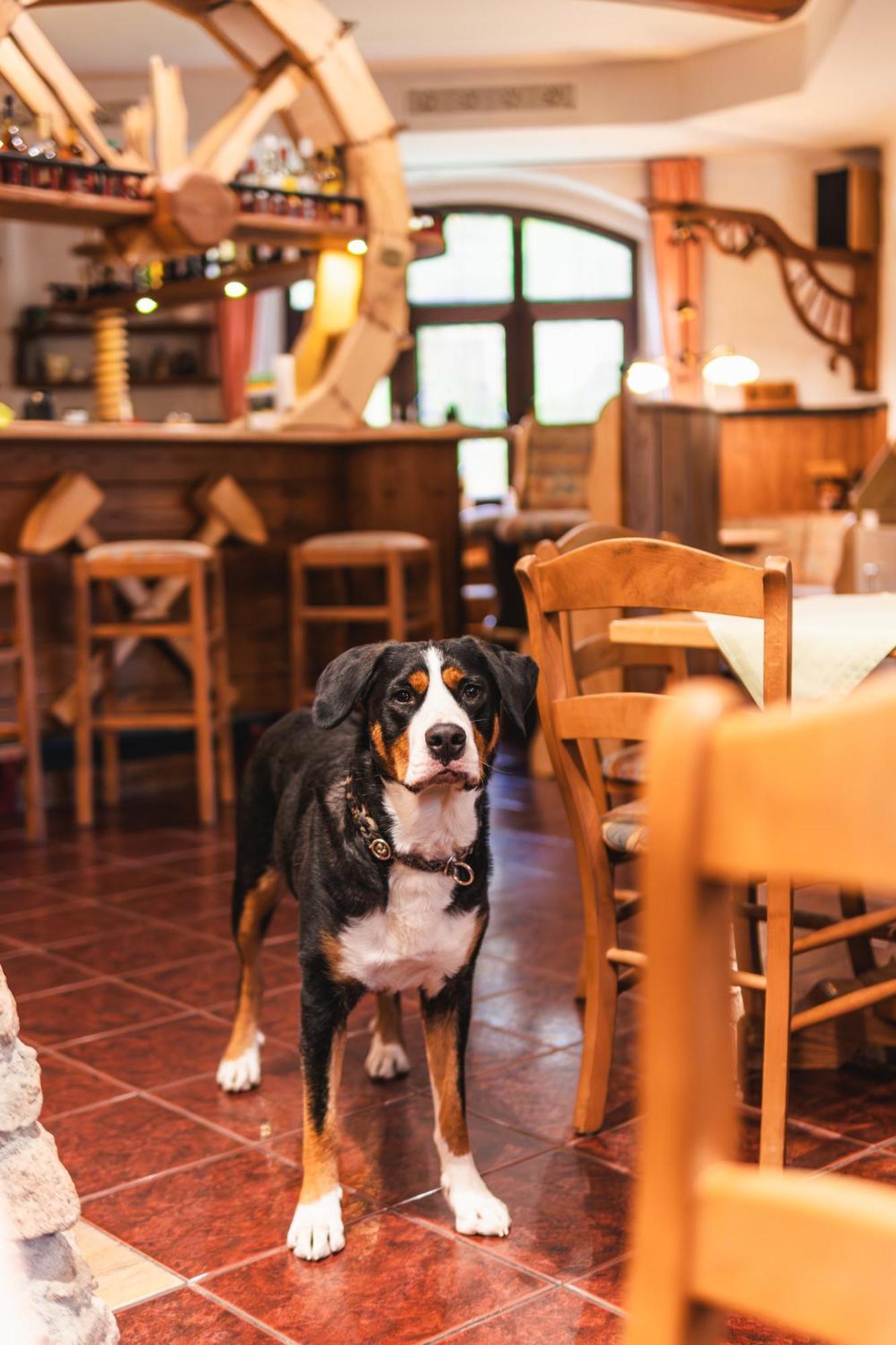 Gasthof Und Pension Hammerschaenke Wildenthal エクステリア 写真